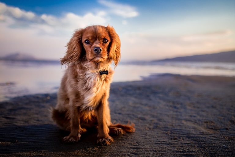 Beaches for Dogs in Cyprus