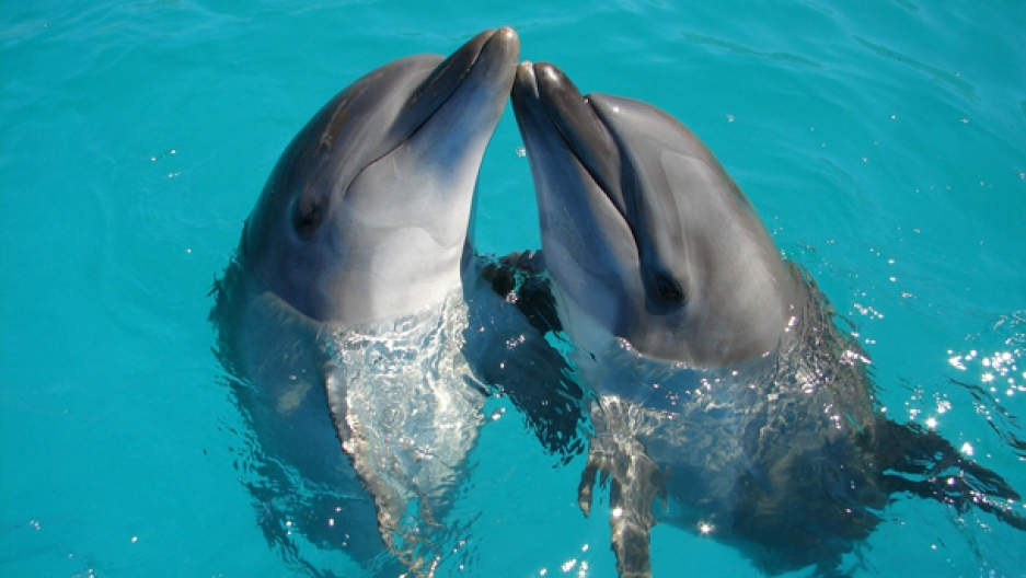 Incredible footage! Beautiful Dolphins showed up in Akamas and provided a magical spectacle! (video)